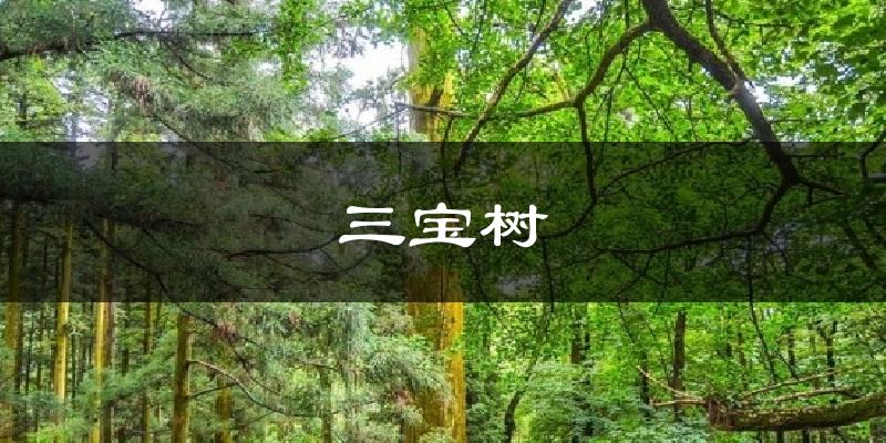三寶樹今日天氣